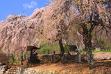 片倉南原お堂の桜