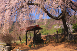 片倉南原お堂の桜