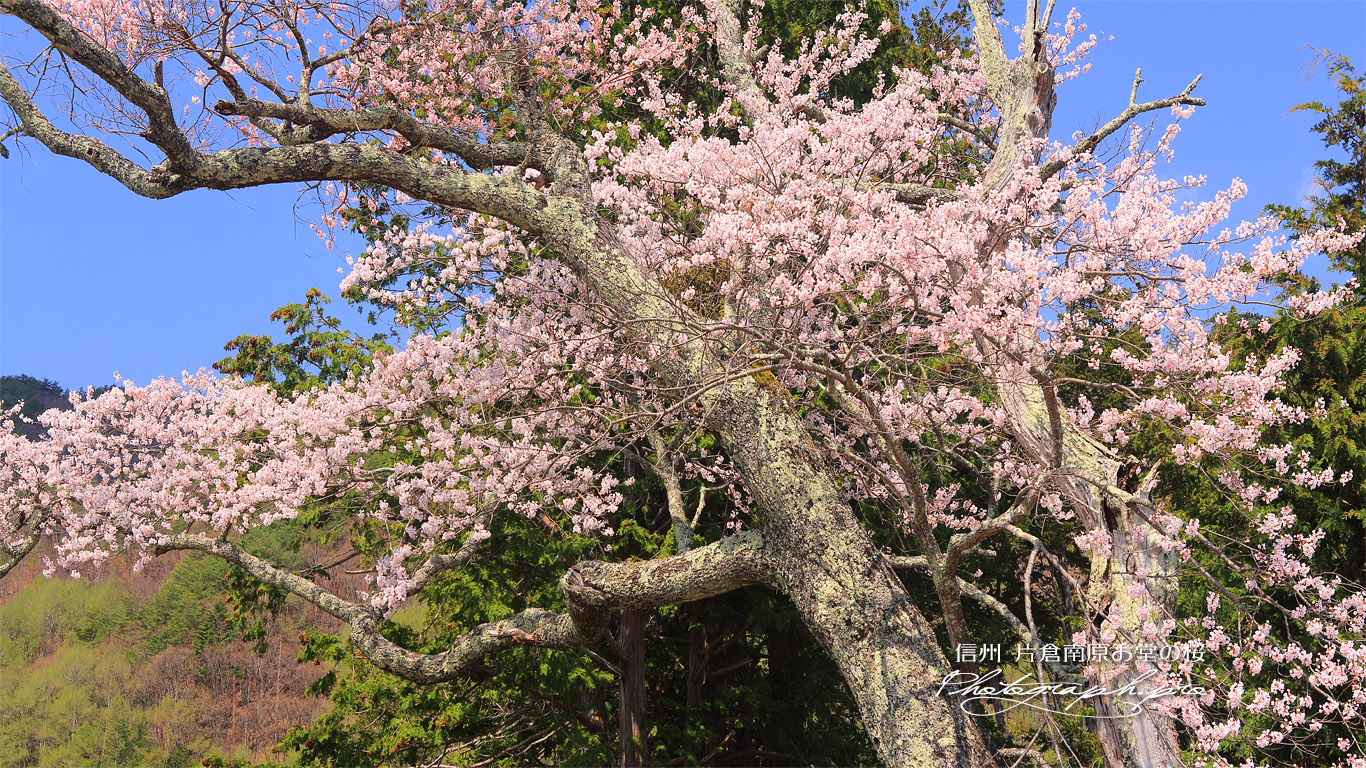 片倉南原お堂の桜 壁紙