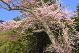 片倉南原お堂の桜