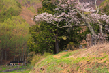 片倉南原お堂のエドヒガン桜