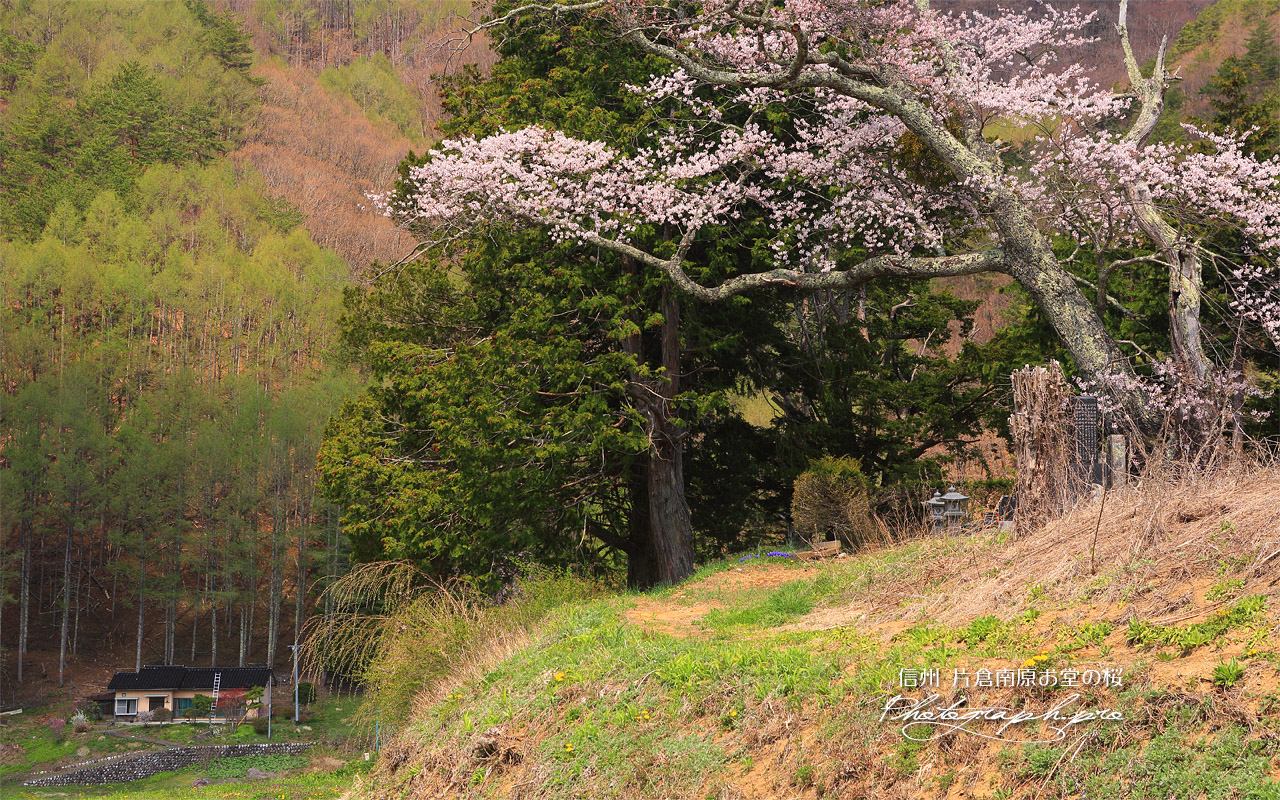 片倉南原お堂の桜 壁紙