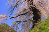 片倉の道祖神の桜