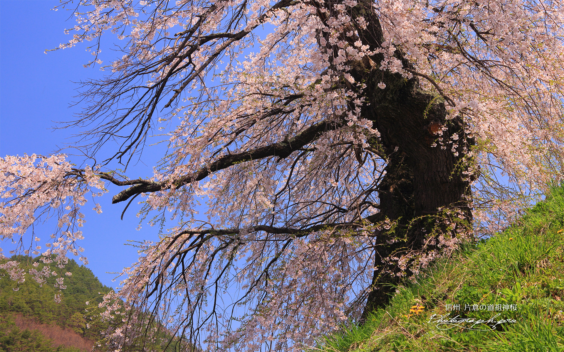 片倉の道祖神の桜