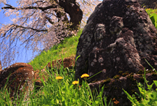 片倉の道祖神桜