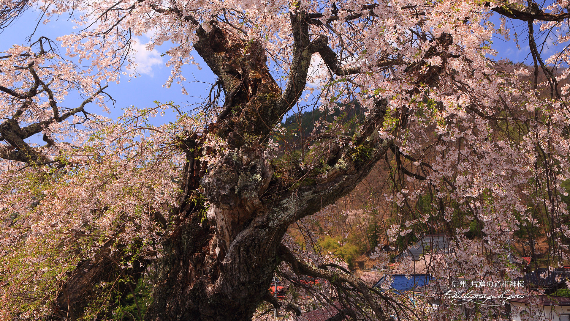片倉の道祖神桜