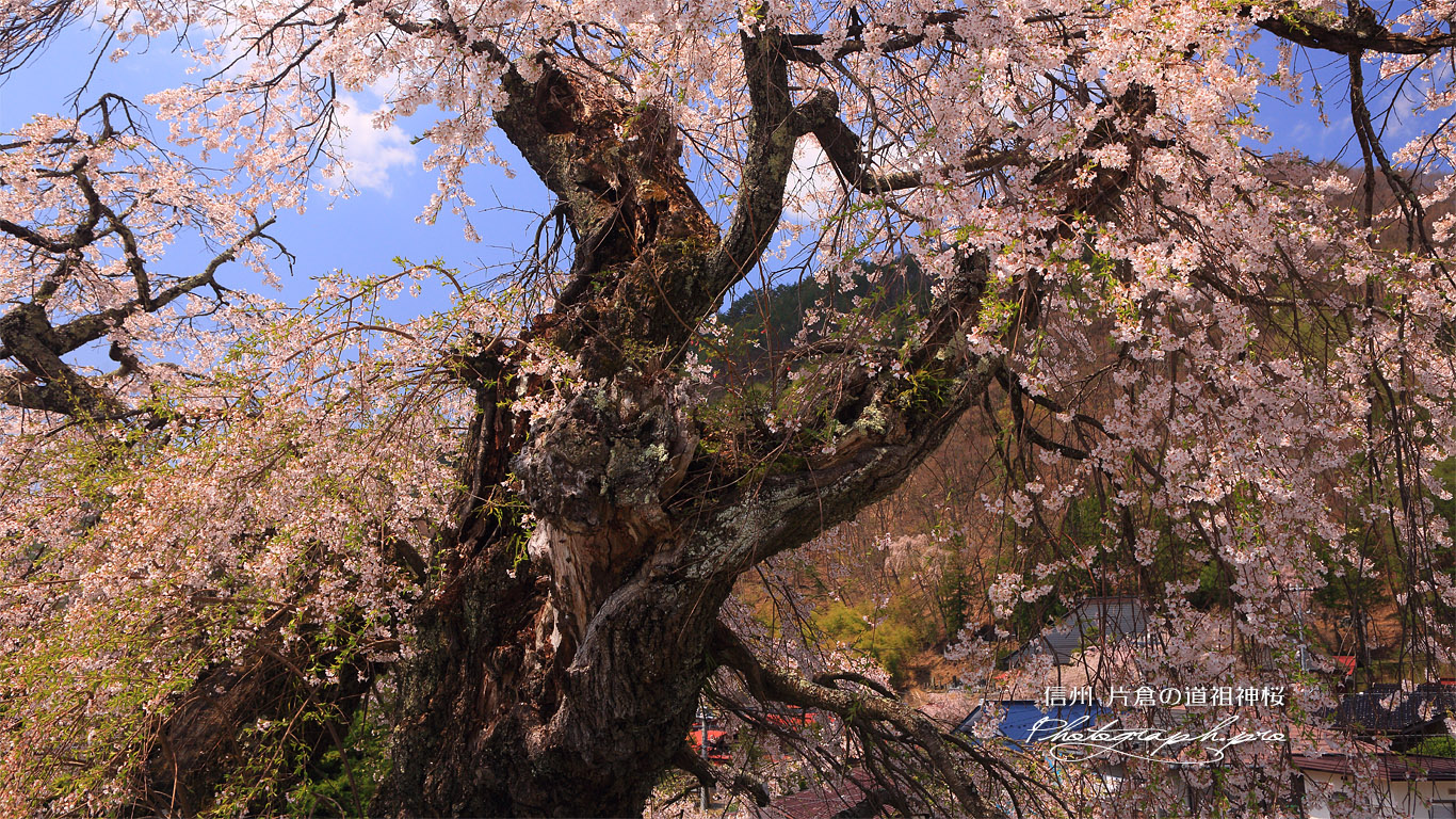 片倉の道祖神桜 壁紙