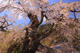 片倉の道祖神桜