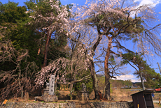 守屋神社のしだれ桜