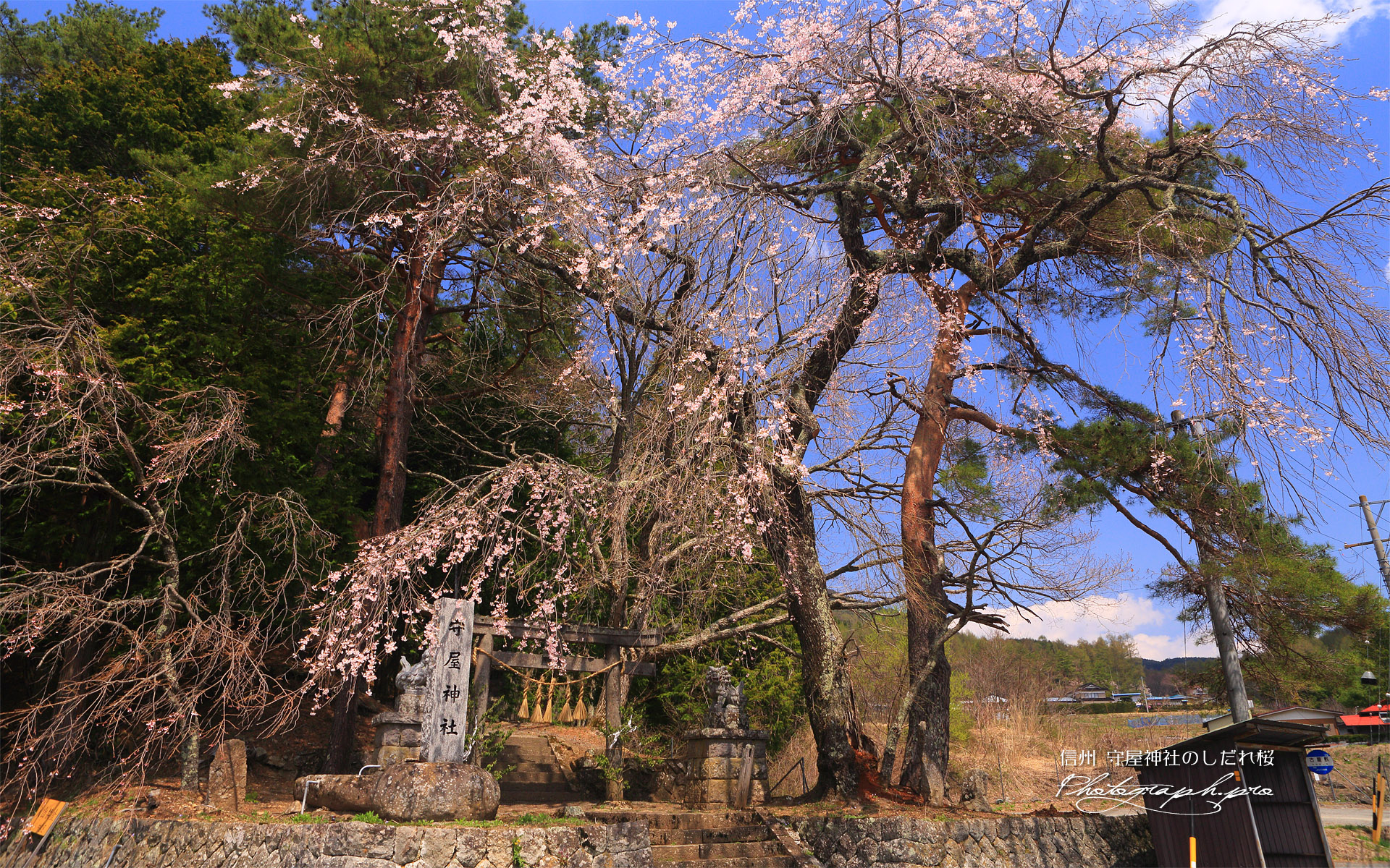 守屋神社のしだれ桜