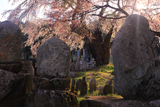 中塔阿弥陀堂のしだれ桜