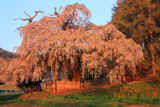 古町のしだれ桜