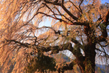 古町のしだれ桜