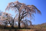 館のしだれ桜