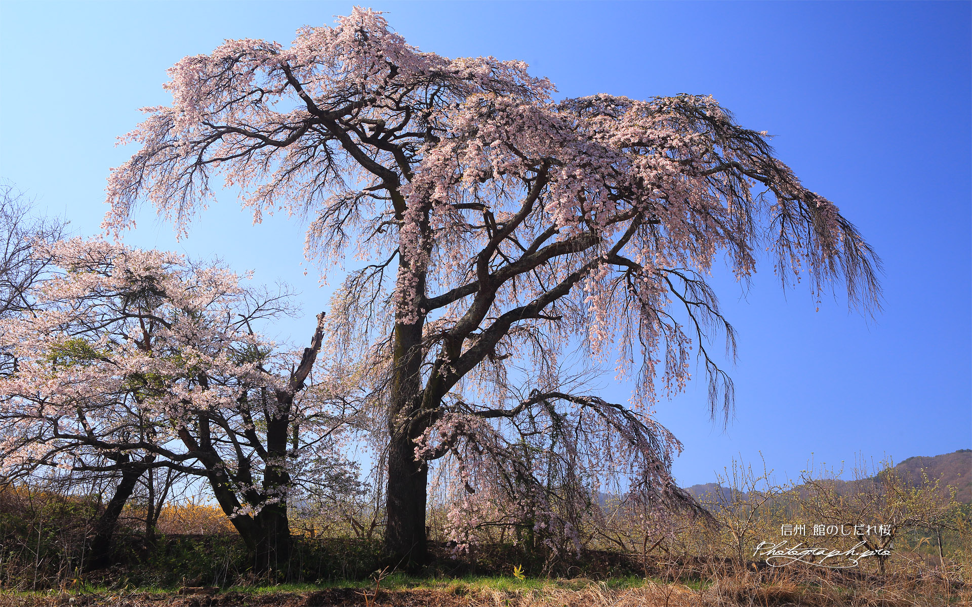 館のしだれ桜