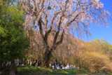 星野家墓地のしだれ桜