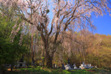星野家墓地のしだれ桜