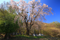 星野家墓地のしだれ桜