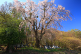 星野家墓地のしだれ桜