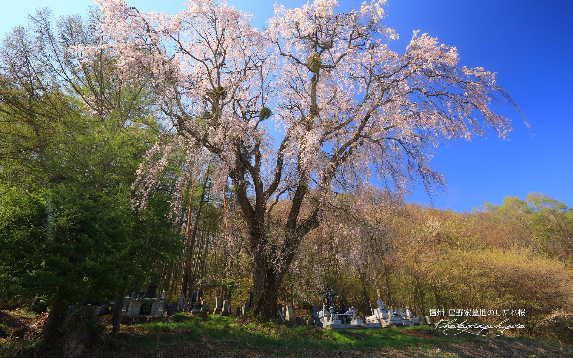 星野家墓地のしだれ桜