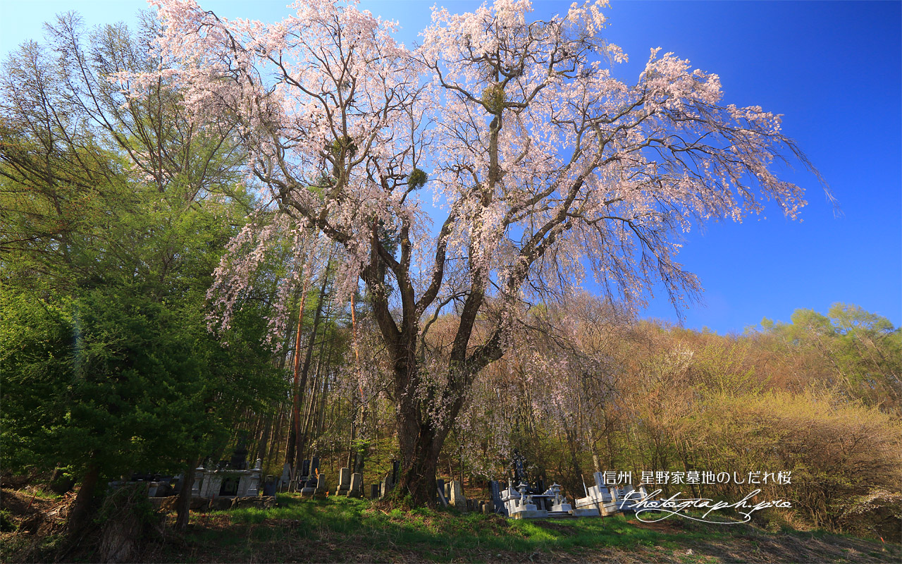 星野家墓地のしだれ桜 壁紙