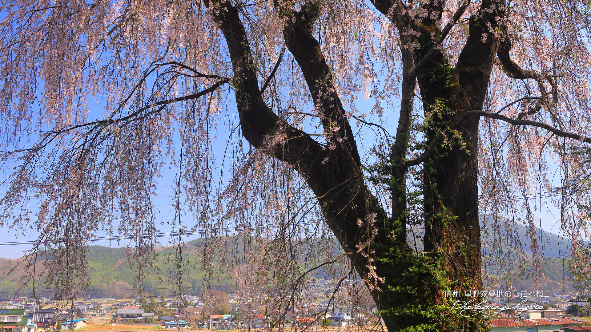 星野家墓地のしだれ桜