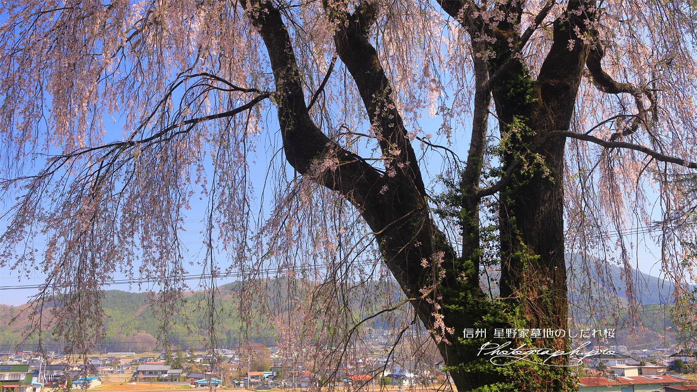 星野家墓地のしだれ桜 壁紙