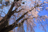 星野家墓地のしだれ桜