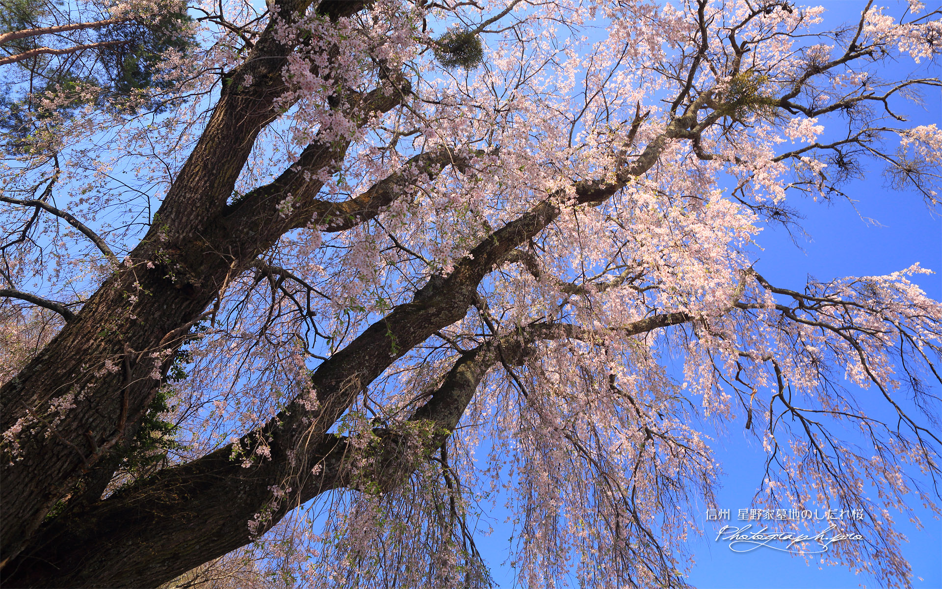 星野家墓地のしだれ桜
