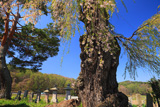 向原のしだれ桜