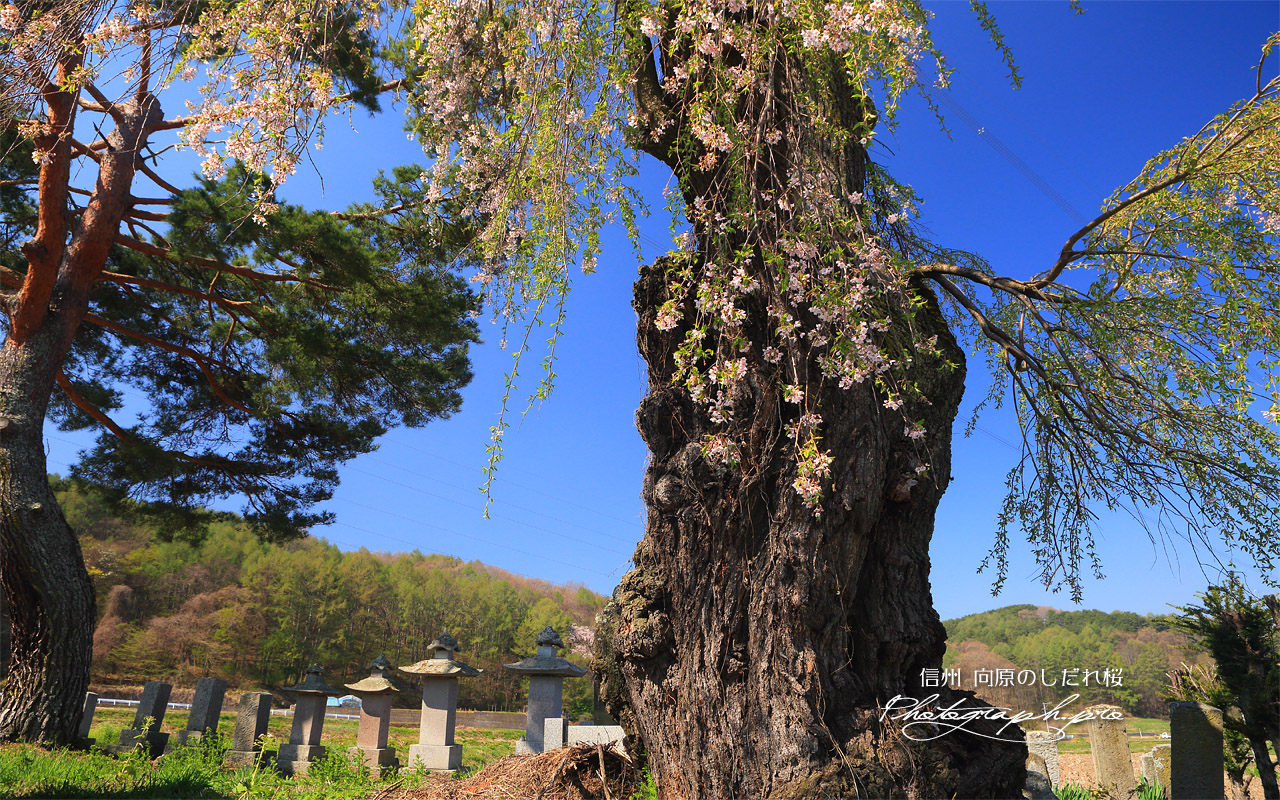 向原のしだれ桜 壁紙