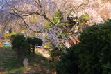 余地のしだれ桜
