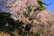 余地のしだれ桜