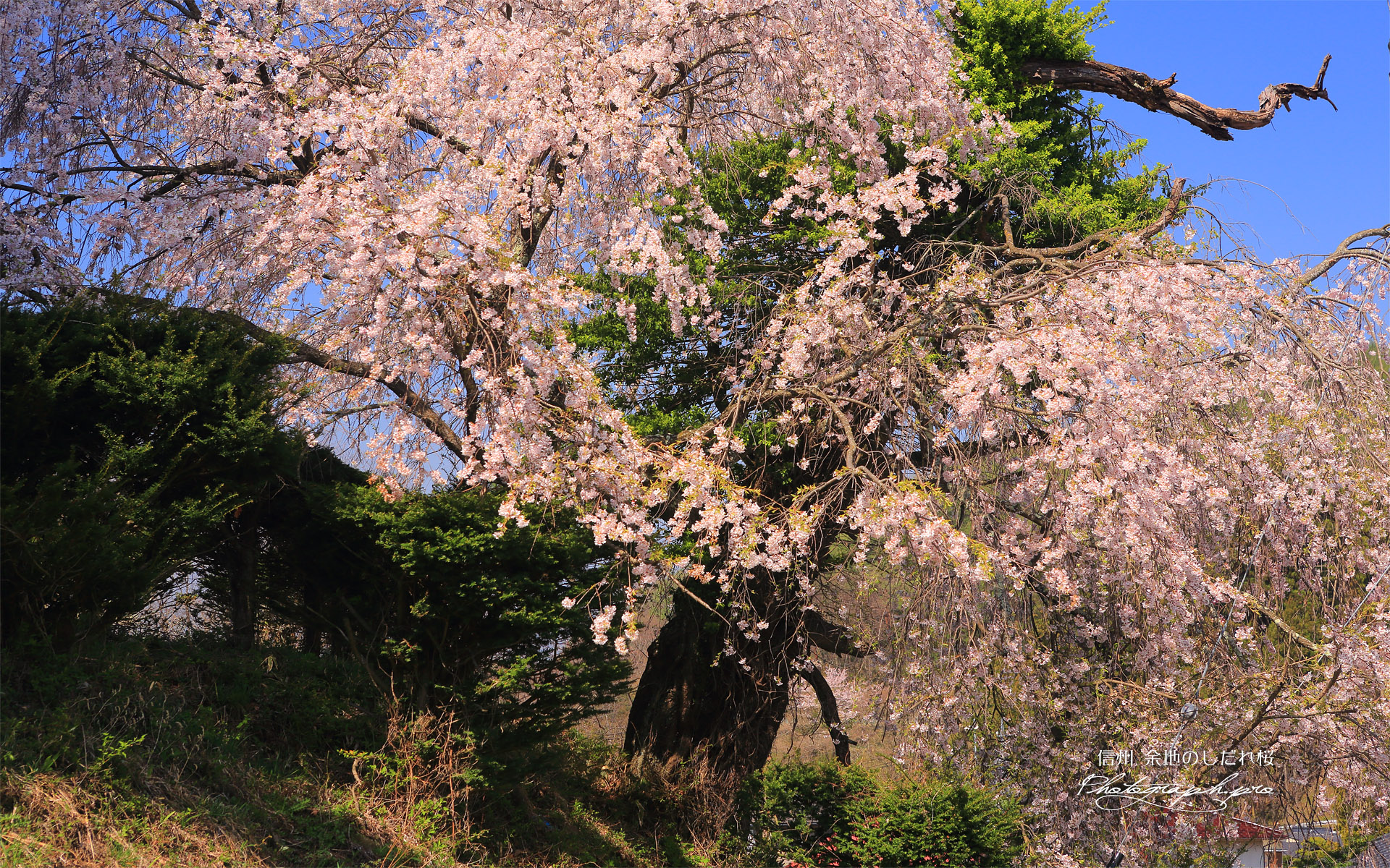 余地のしだれ桜