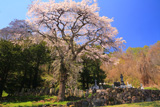 篠原家墓地のしだれ桜