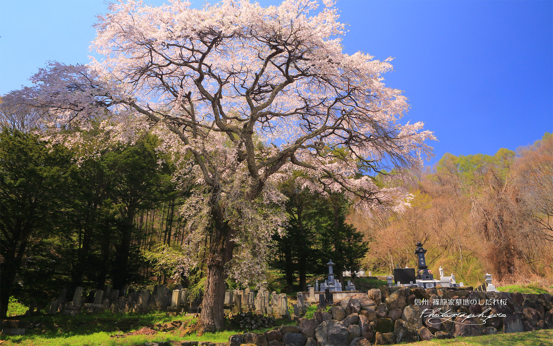 篠原家墓地のしだれ桜
