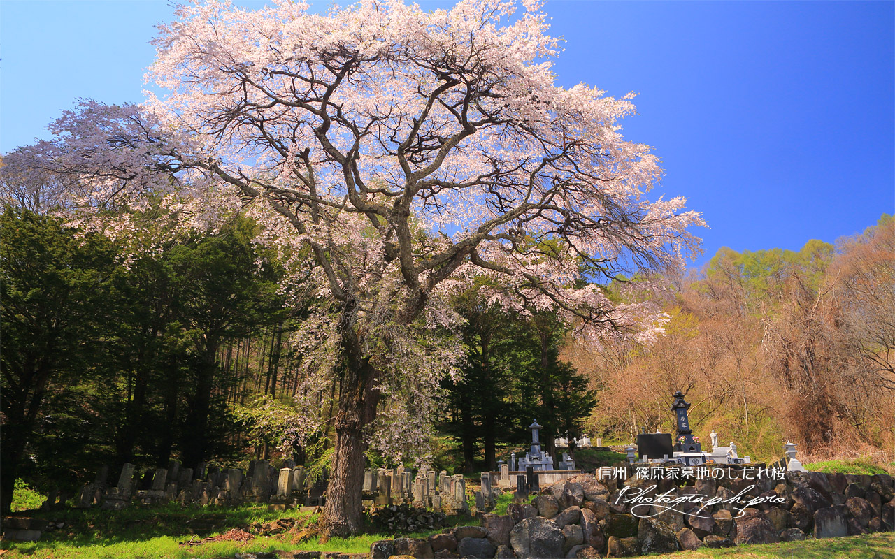 篠原家墓地のしだれ桜 壁紙