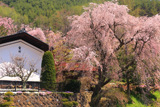 日向のしだれ桜