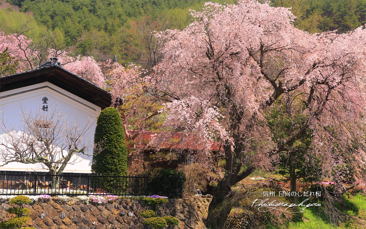 日向のしだれ桜 壁紙