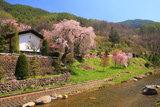 日向のしだれ桜