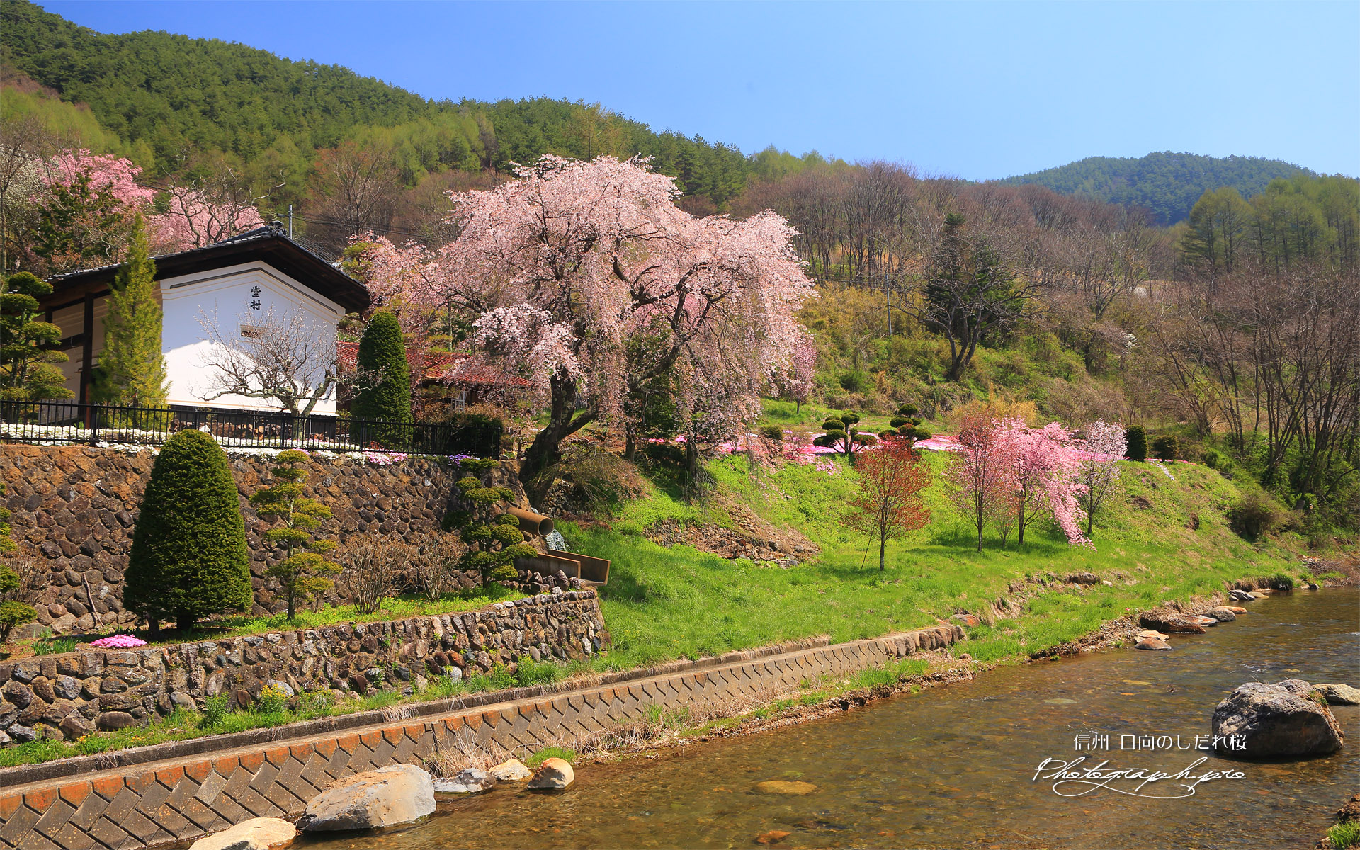 日向のしだれ桜