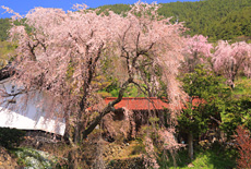 日向のしだれ桜