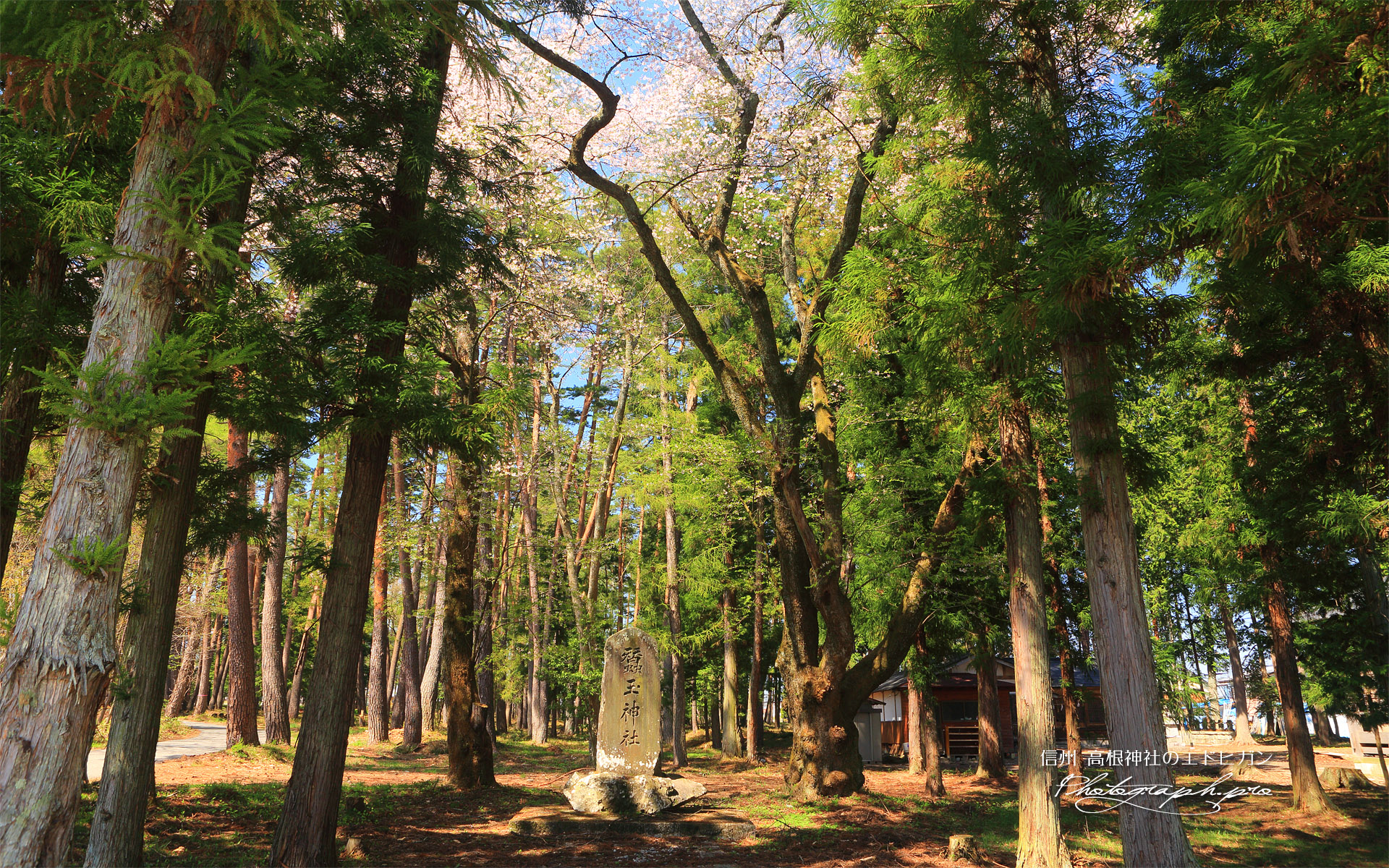 高根神社のエドヒガン