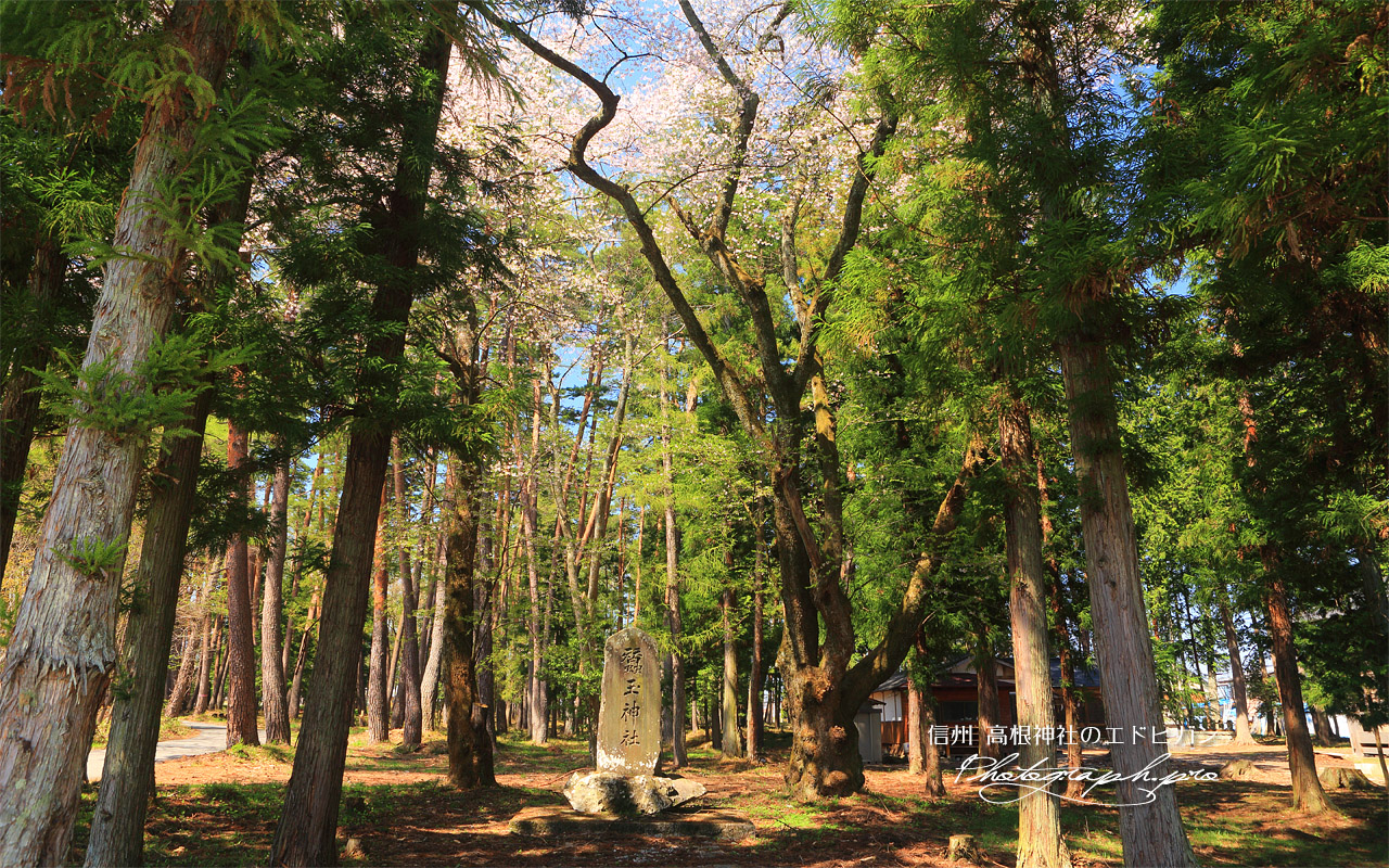 高根神社のエドヒガン 壁紙