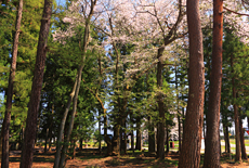 高根神社のエドヒガン