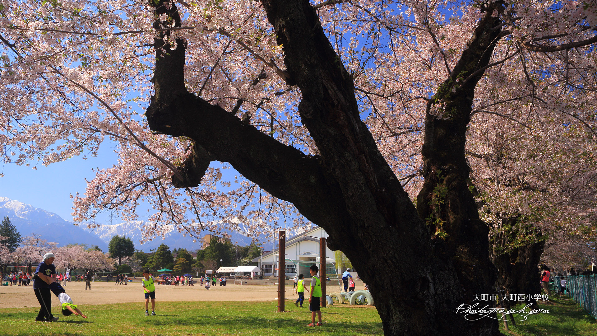 大町西小学校の桜