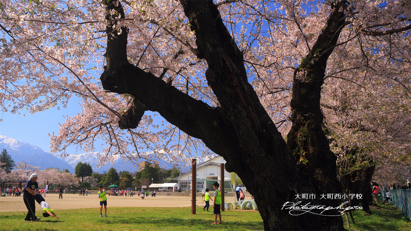 大町西小学校の桜 壁紙