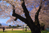 大町西小学校の桜