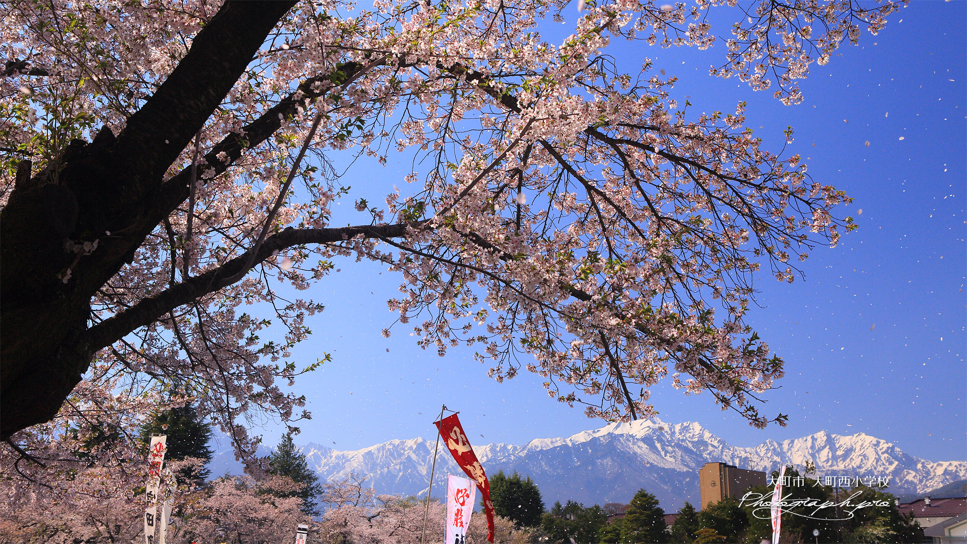 大町西小学校の桜