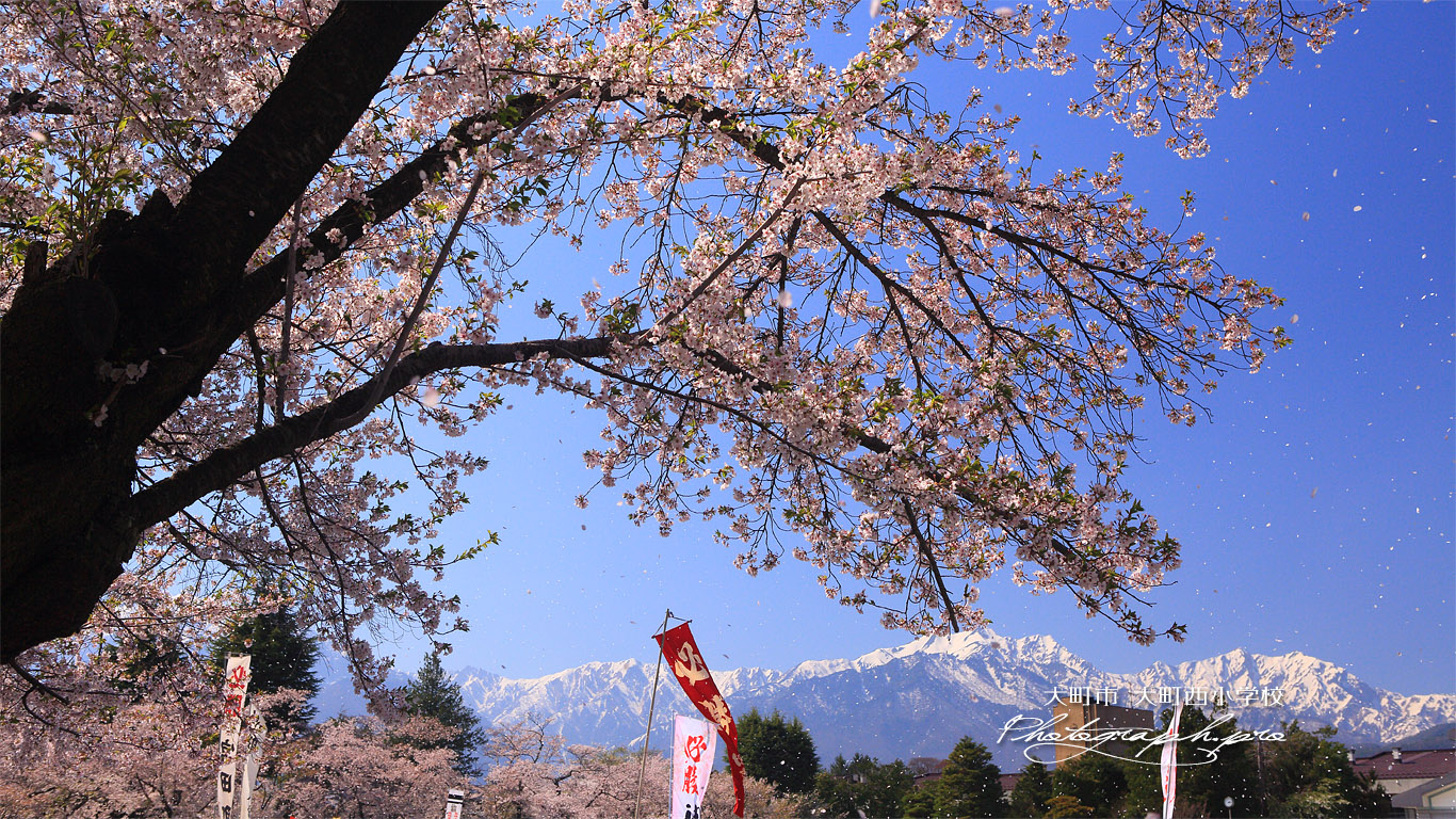 大町西小学校の桜 壁紙